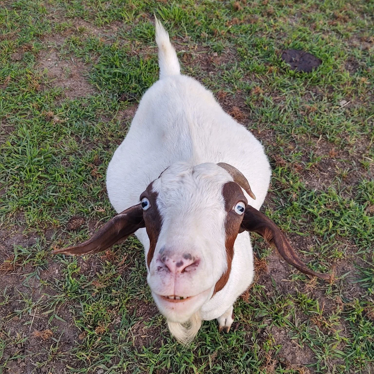 Close-up of a friendly white goat with brown markings and blue eyes standing on green grass, showcasing its playful expression and curiosity. Ideal for farm animal enthusiasts and livestock photography.