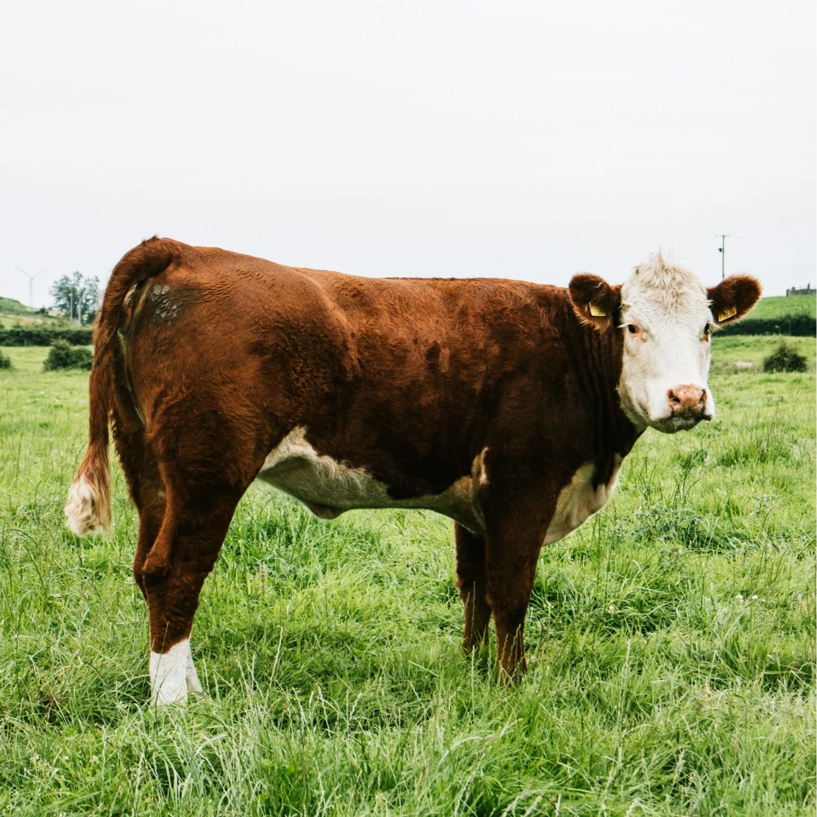 Brown and white cow standing in a lush green pasture with a cloudy sky in the background, showcasing rural farm life and livestock farming.