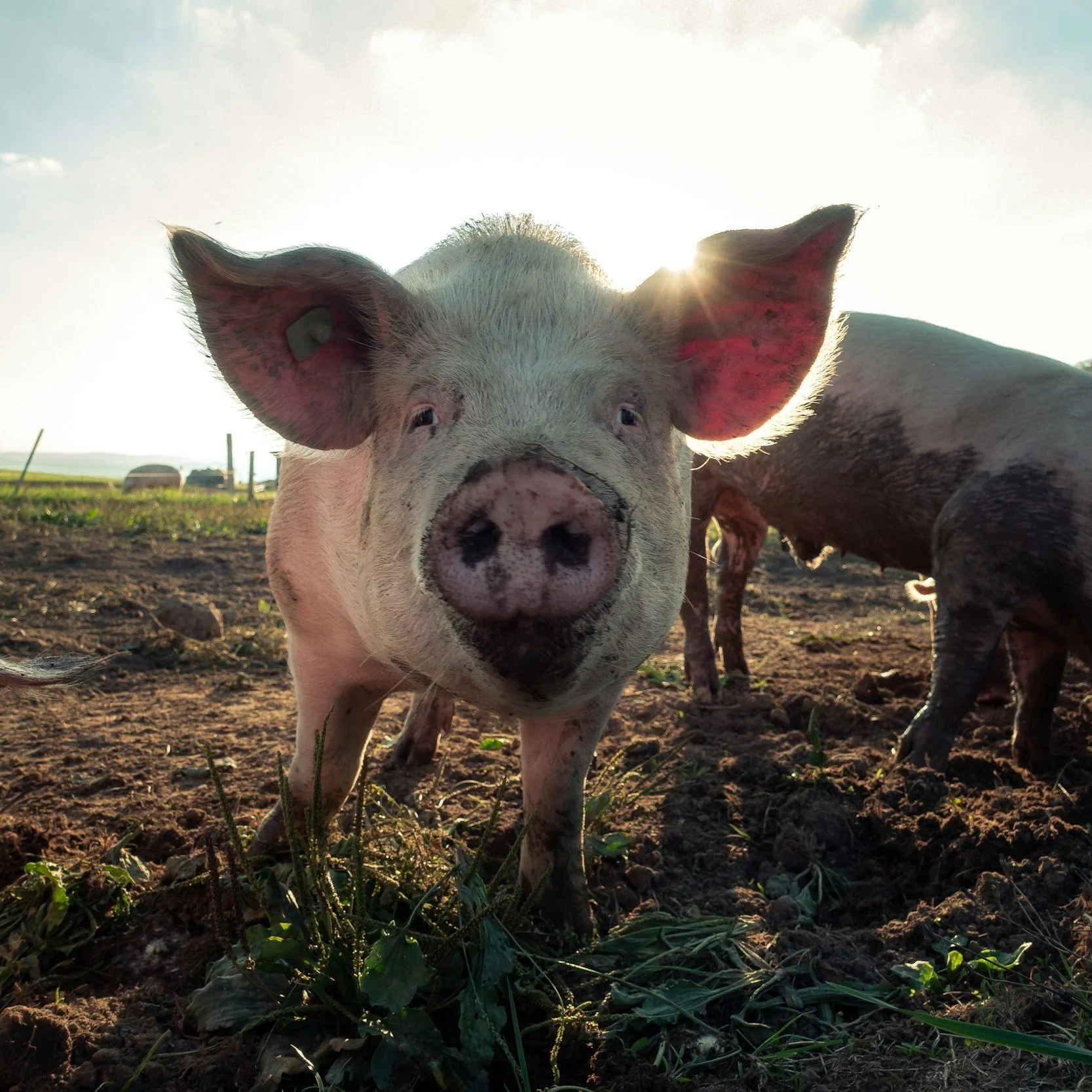 Close-up of a curious piglet in a sunny farm setting, with dirt and greenery in the foreground, showcasing the animal's playful nature and rural environment.