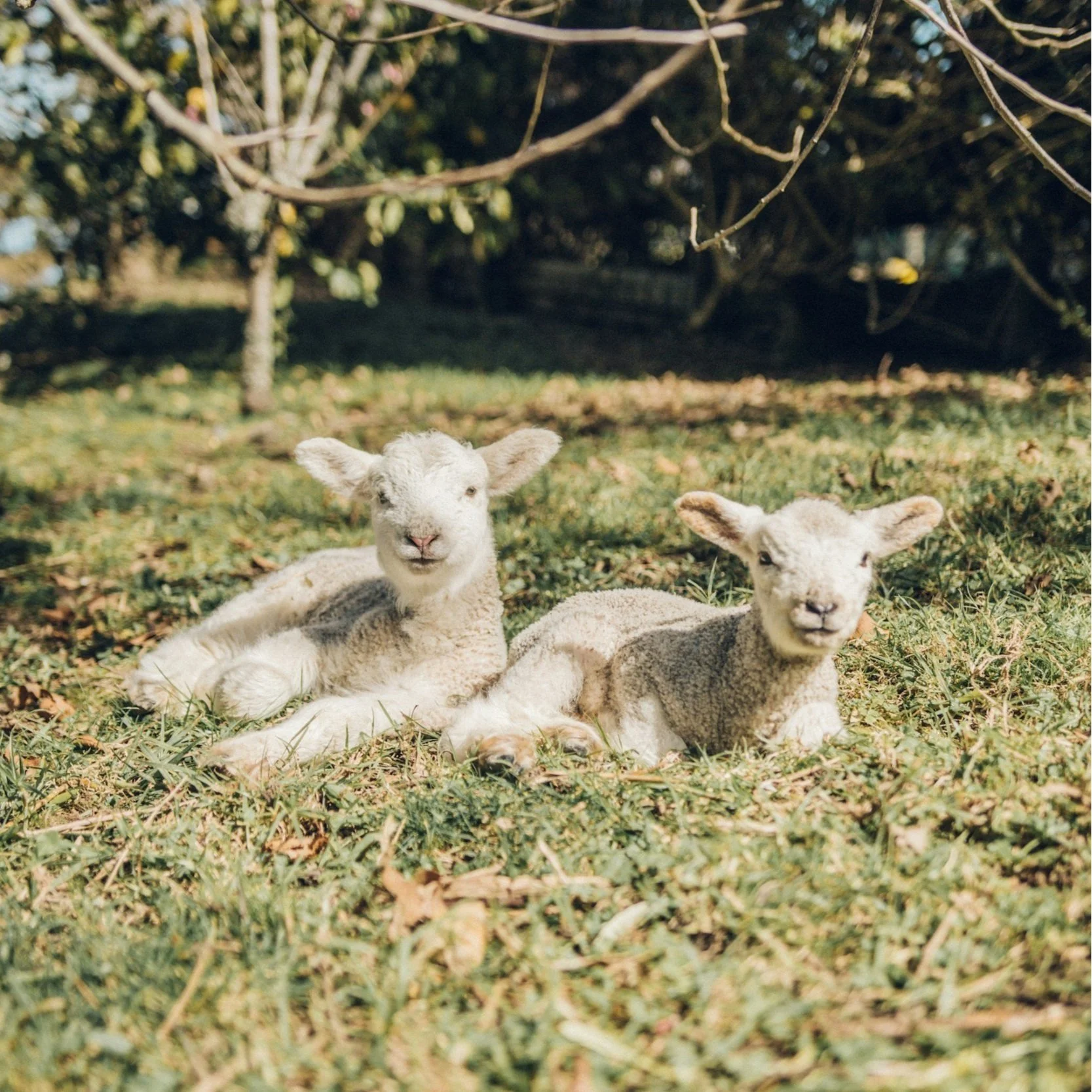 unsplash-image-totVM1aXHgg Two adorable lambs resting on green grass under a tree, showcasing their fluffy coats and playful expressions in a serene farm setting.